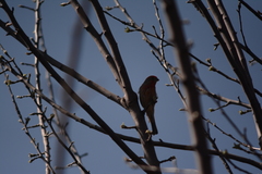 Haemorhous mexicanus