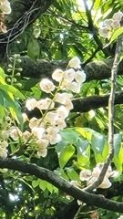 Bretschneidera sinensis