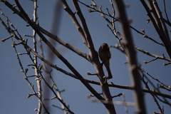 Haemorhous mexicanus