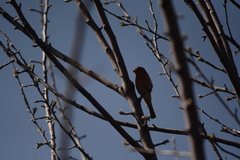 Haemorhous mexicanus