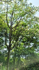 Bretschneidera sinensis