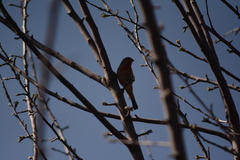 Haemorhous mexicanus