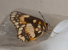 Chlosyne lacinia saundersi