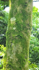 Bretschneidera sinensis