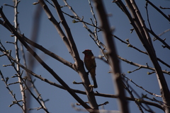 Haemorhous mexicanus