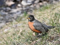 Turdus migratorius