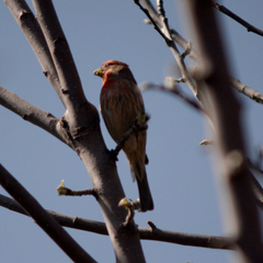 Haemorhous mexicanus