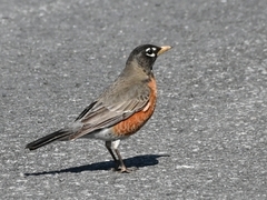 Turdus migratorius