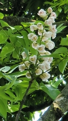 Bretschneidera sinensis