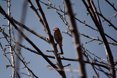 Haemorhous mexicanus