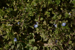 Veronica persica
