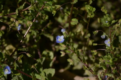 Veronica persica