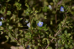 Veronica persica