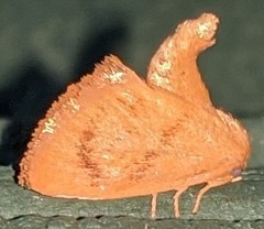 Tortricidia testacea