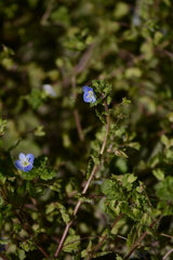 Veronica persica