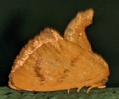 Tortricidia testacea