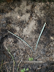 Calochortus invenustus