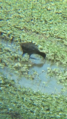 Fulica americana