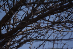 Passer domesticus