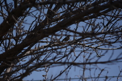 Passer domesticus