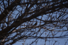 Passer domesticus