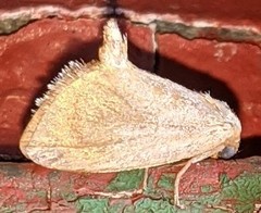 Tortricidia testacea