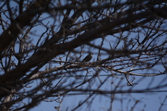 Passer domesticus