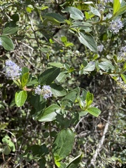 Ceanothus oliganthus sorediatus