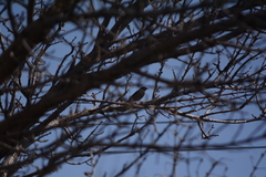 Passer domesticus