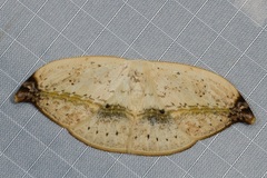 Callidrepana albiceris