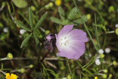 Sidalcea calycosa