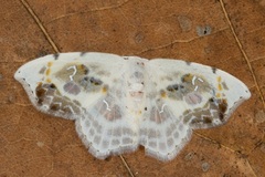 Leucoblepsis renifera