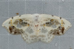 Leucoblepsis renifera