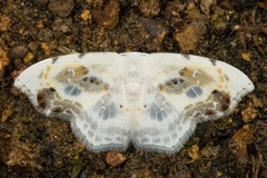 Leucoblepsis renifera