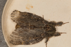 Peridea anceps
