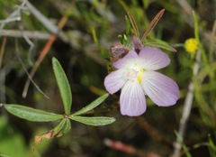 Sidalcea calycosa