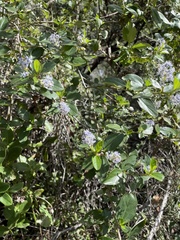 Ceanothus oliganthus sorediatus