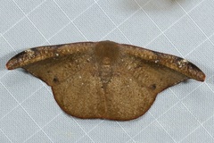 Oreta carnea