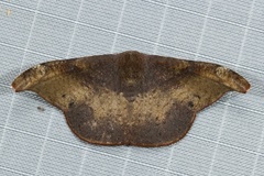 Oreta carnea