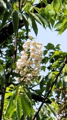 Bretschneidera sinensis