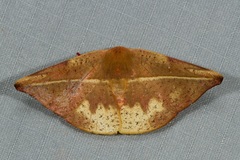 Oreta perobliquilinea