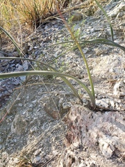 Calochortus plummerae