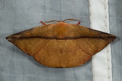 Oreta perobliquilinea