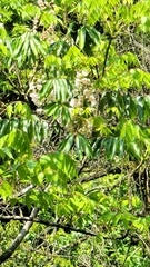 Bretschneidera sinensis
