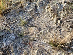 Calochortus plummerae