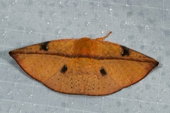 Oreta perobliquilinea