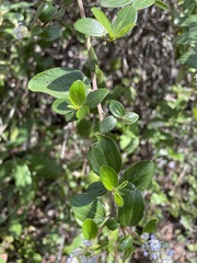 Ceanothus oliganthus sorediatus