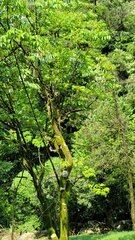 Bretschneidera sinensis