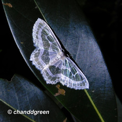 Pseudeuchlora kafebera