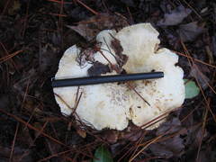 Lactifluus glaucescens